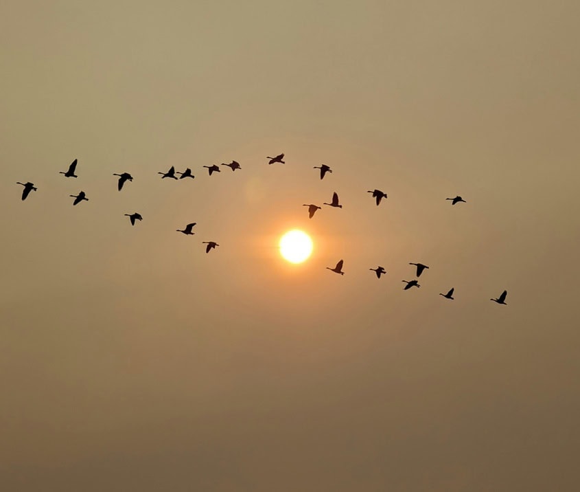 Anflug der Kraniche am Abendhimmel über Fischland-Darss