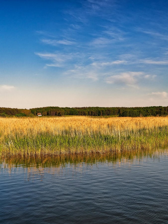 Boddenlandschaft bei Prerow auf dem Darß