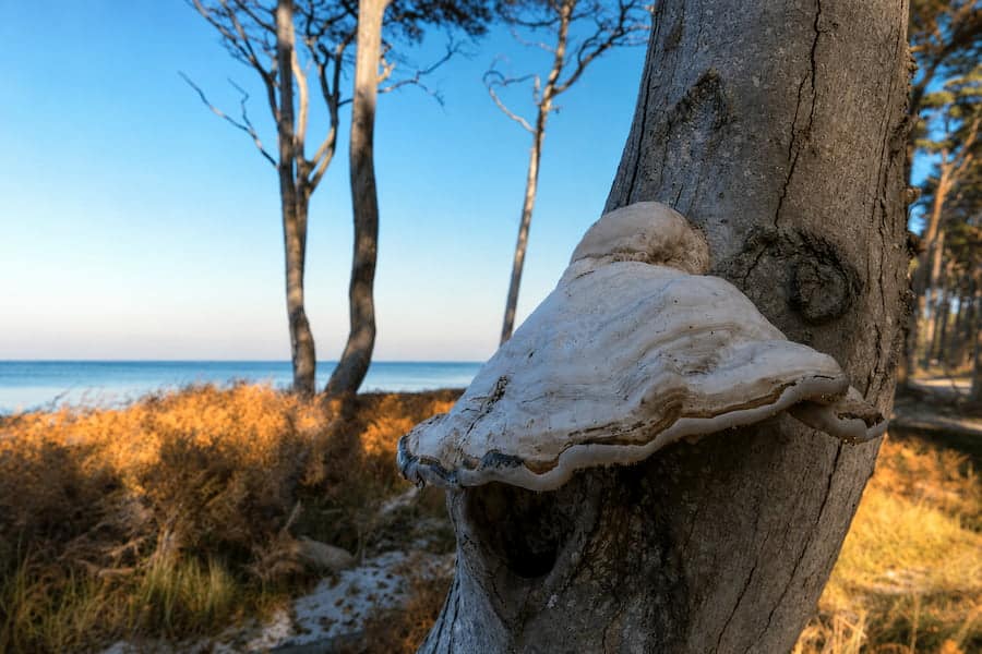 Alte Buchen im Darßer Urwald im Nationalpark Vorpommersche Boddenlandschaft