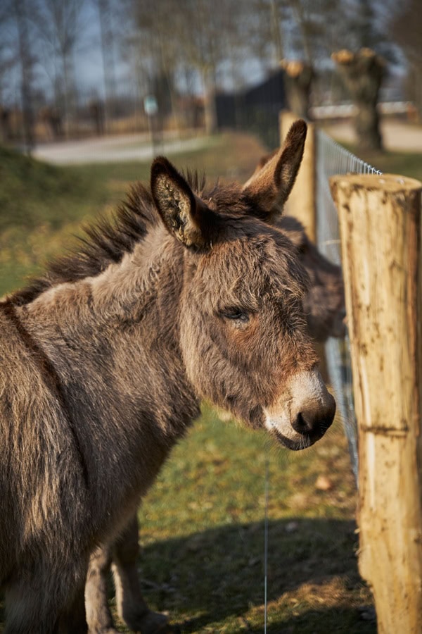 Eselhof bei Ribnitz-Damgarten – Ausflugsziel ab Dierhagen