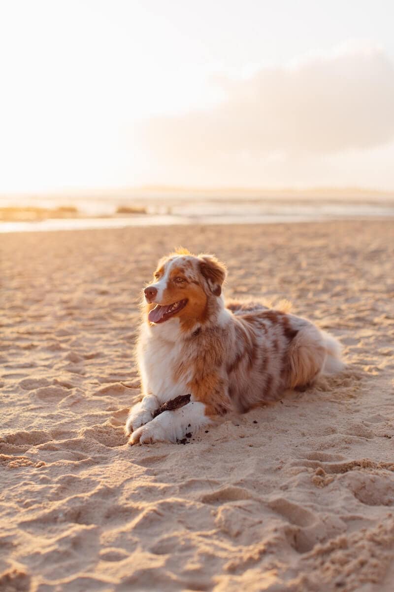 Hundefreundliche Ferienwohnung im Strandhaus an der Ostsee