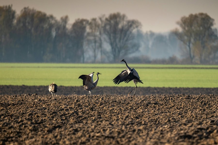 Kraniche beobachten auf Fischland-Darss
