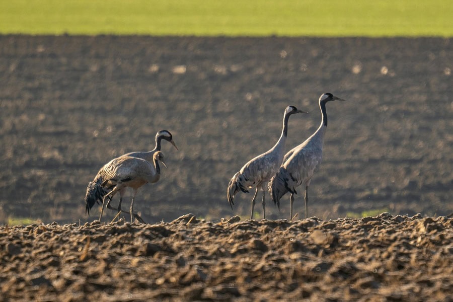 Kraniche in der Boddenlandschaft am Darß