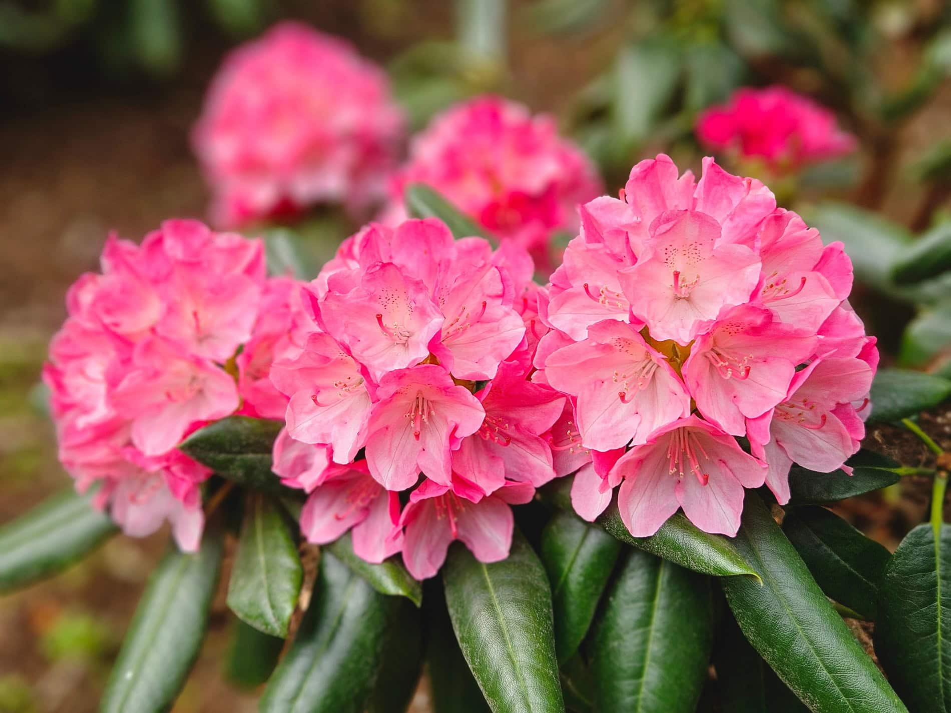 Rhododendronpark im Ostseeheilbad Graal-Müritz