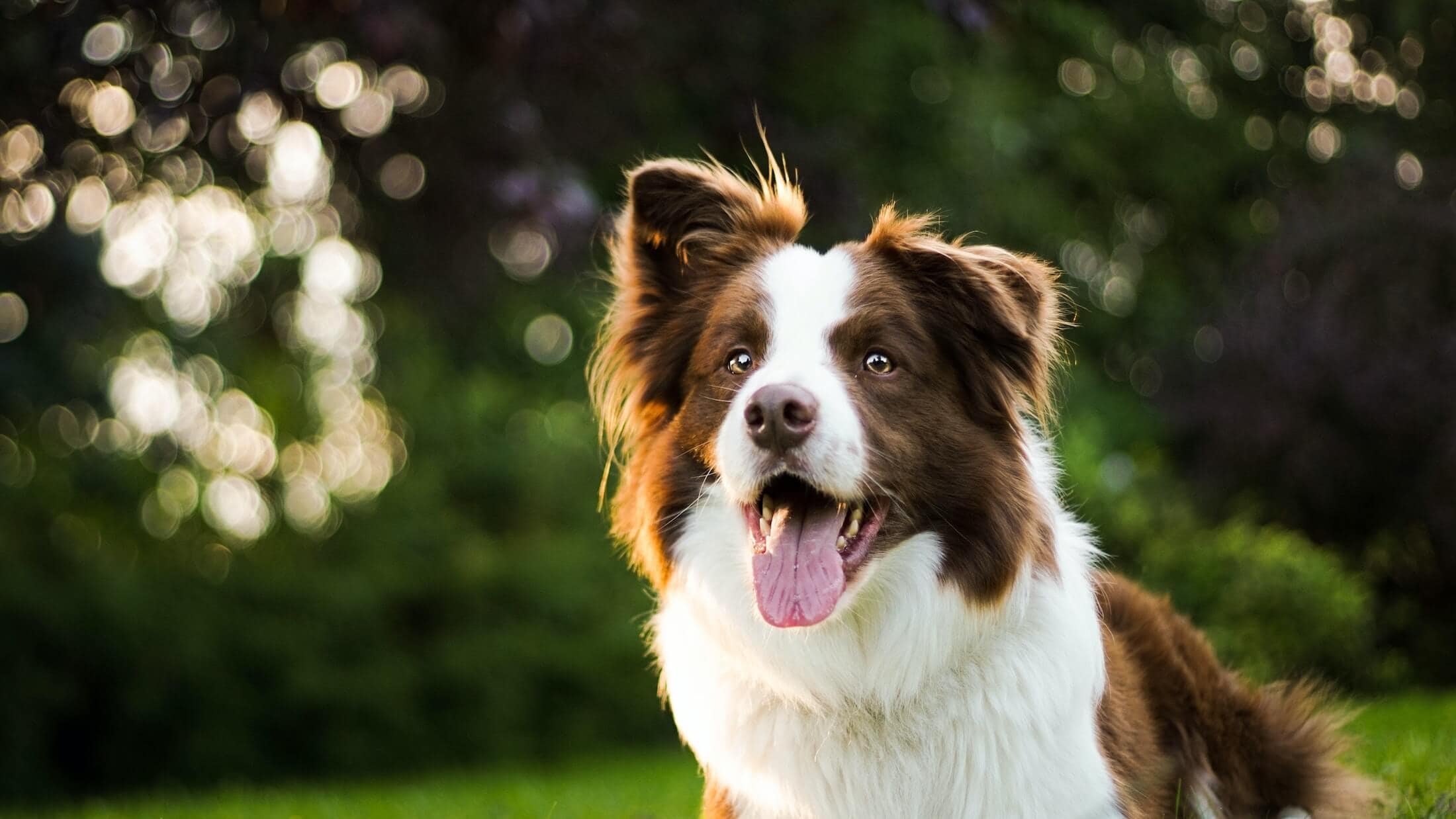 Herbsturlaub mit Hund am Darß