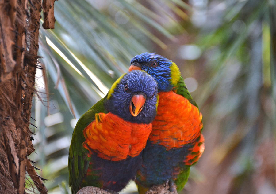 Vogelpark Marlow – Ausflugsziel nahe Fischland-Darß