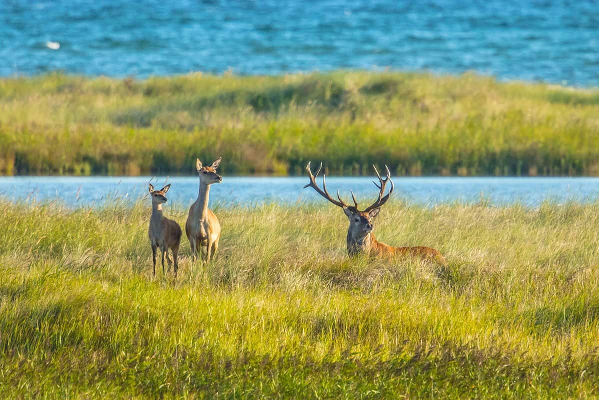 Wandern und Radfahren im Naturschutzpark am Weststrand des Darß