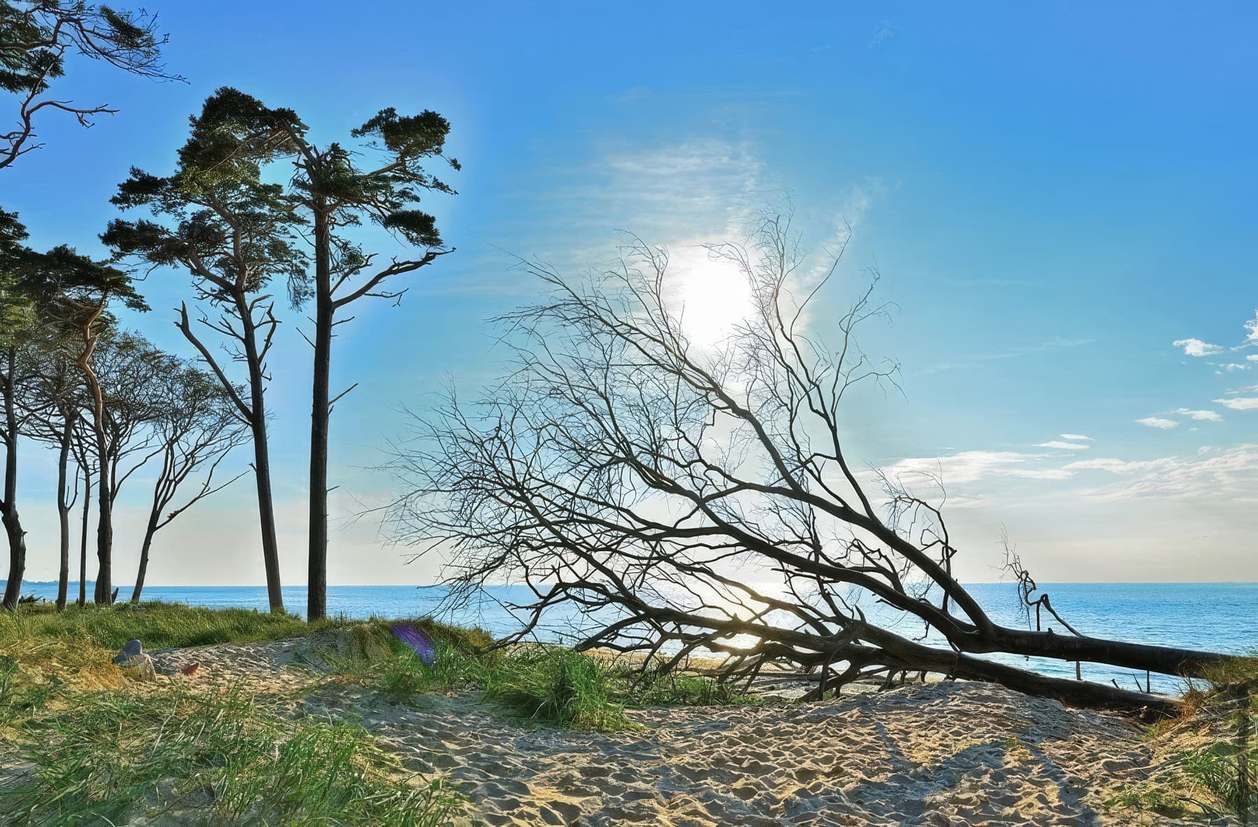 Der wilde Weststrand des Darß mit Windflüchtern